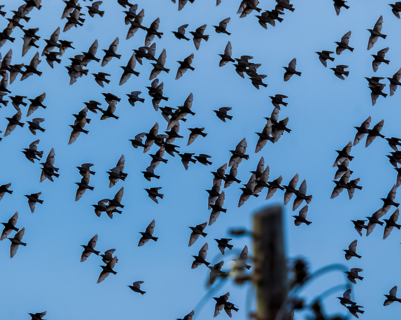 A murmuration of swallows flies past a pole.