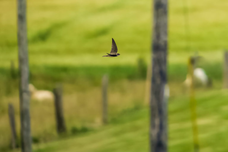 A swallow flies past fields and sheep, free in the air.