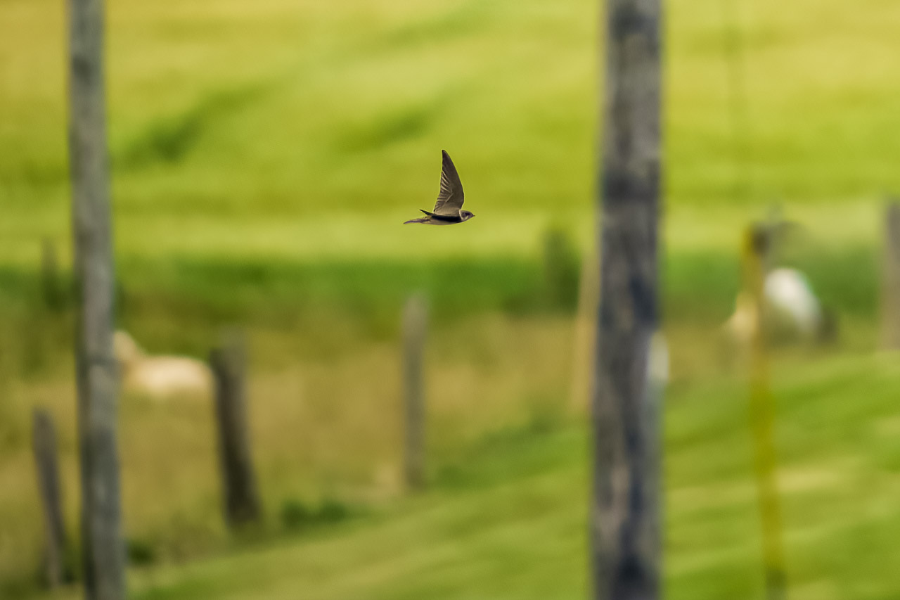 A swallow flies past fields and sheep, free in the air.