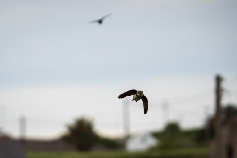 Two swallows in the air, one out of focus above a rural landscape with a house in the background and some poles.