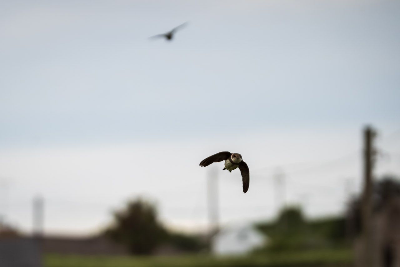 Two swallows in the air, one out of focus above a rural landscape with a house in the background and some poles.