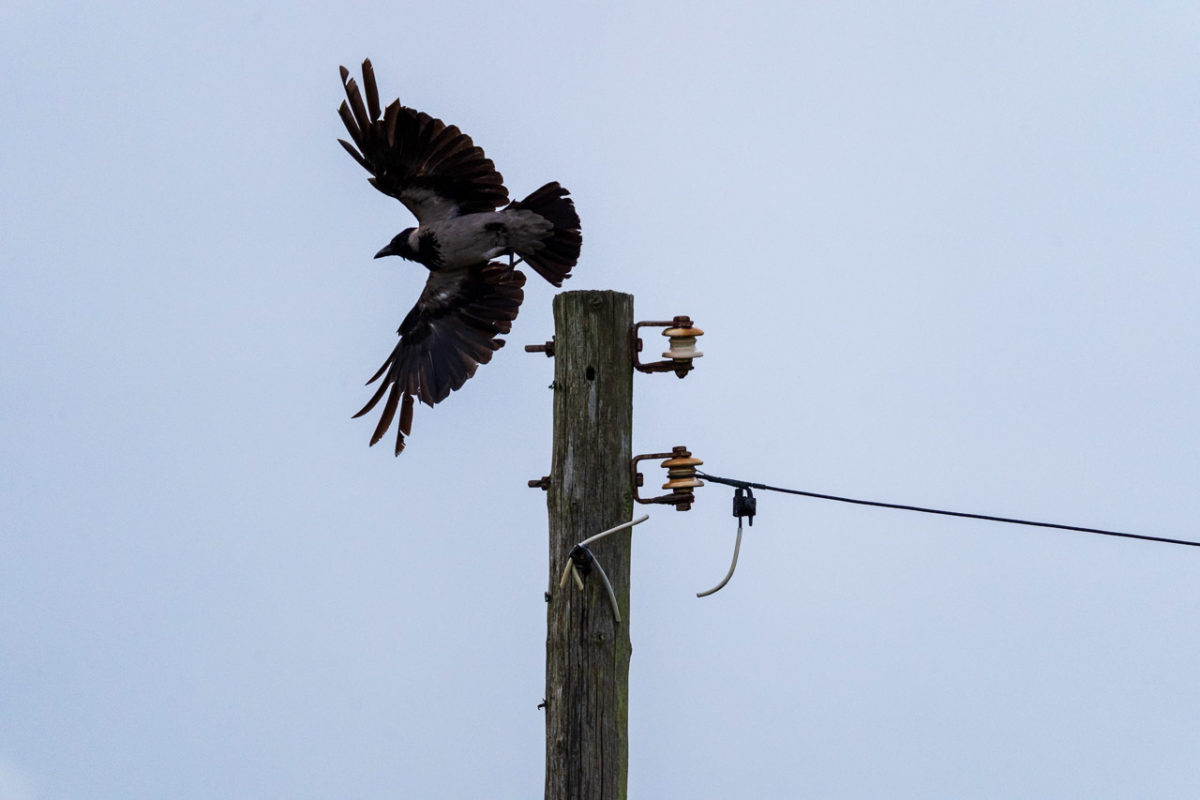 A crow takes off from a pole with outstretched wings