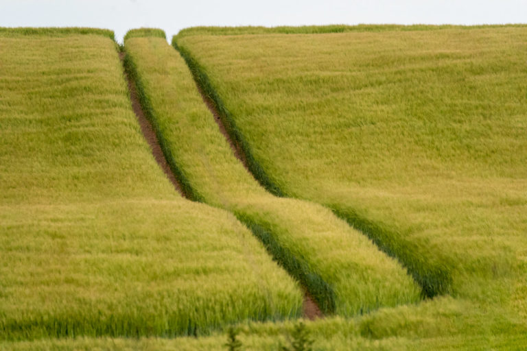 The tracks of a tractor in a field of corn in Ballycroneen
