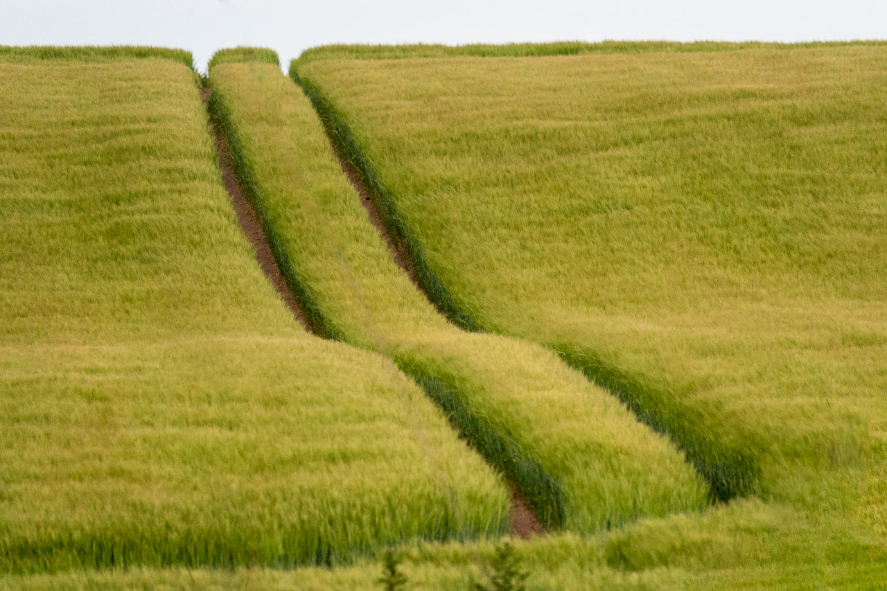 The tracks of a tractor in a field of corn in Ballycroneen