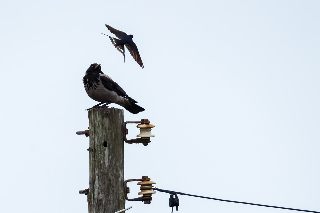 A crow and a swallow. The crow is standing on top of a pole while the swallow flies past.