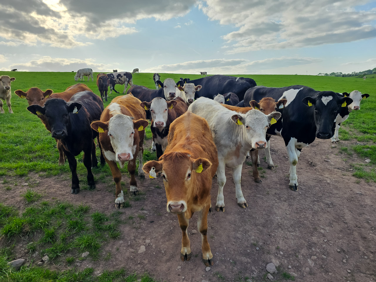 Cows in a field gathered by the gate when I approached.