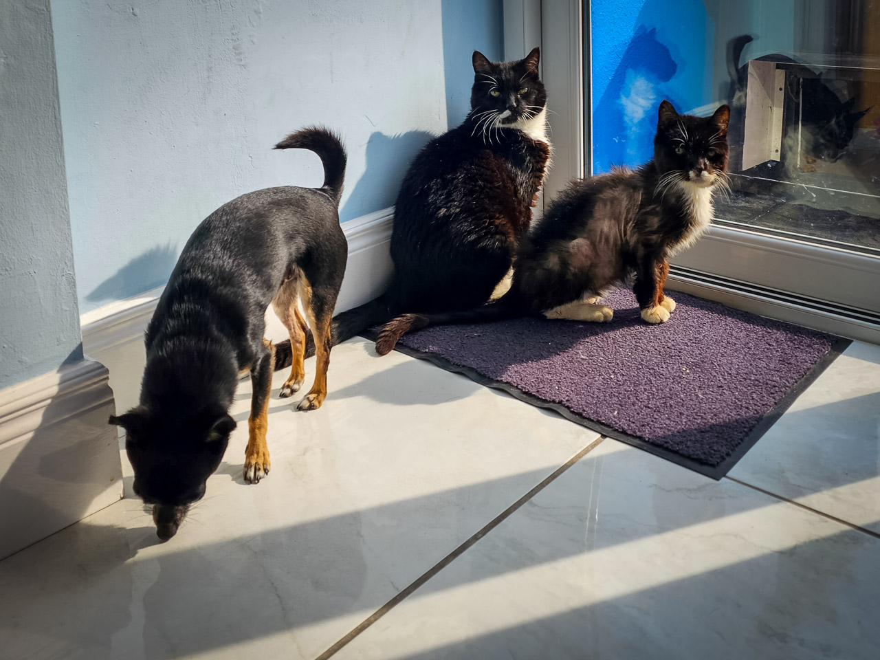 Diego, a chihuahua, Hoppy and Mommy Cat all in one rare photo