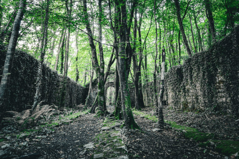 Trees grow up amid the ruins of a building. Only the walls and some foundations are left but slender trunks snake skyward to a green canopy.