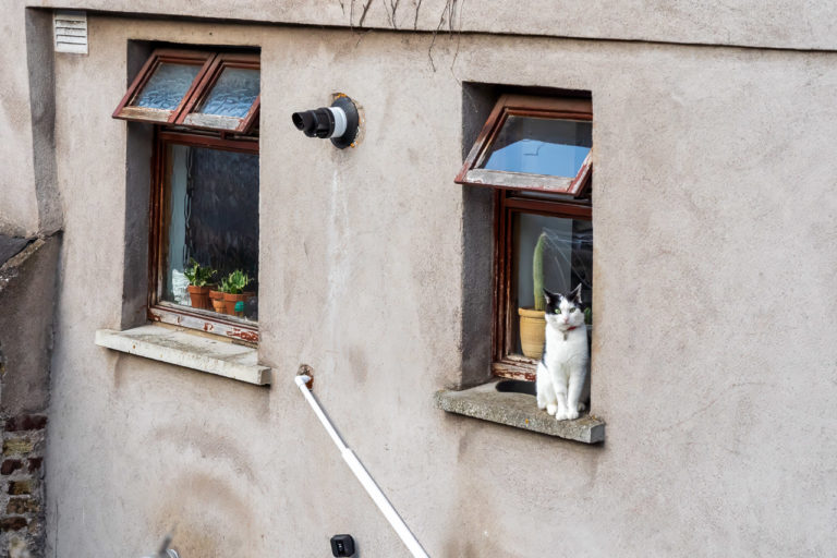 A cat on a window sill looks up at me.