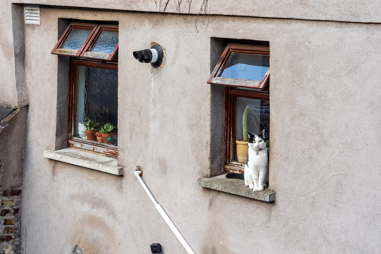 A cat on a window sill looks up at me.