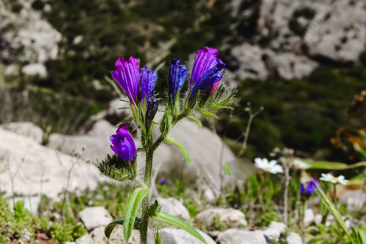 Blue and purple wildflowers grow at the edge of a canyon. Rocks, other flowers and green bushes are seen far below