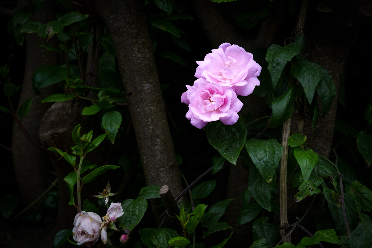 Pink roses stand out against the dark bushes they're growing from.