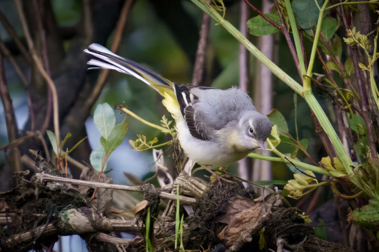 A grey wagtail in the bushes, looking for food. The bird has a grey back, and striking yellow, black and white feathers.