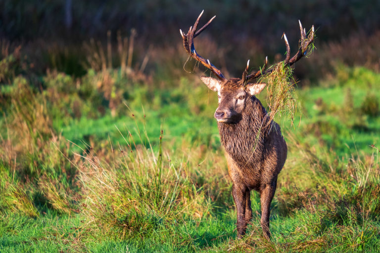 A stag with grass in his antlers look on at stags and other deer out of the picture