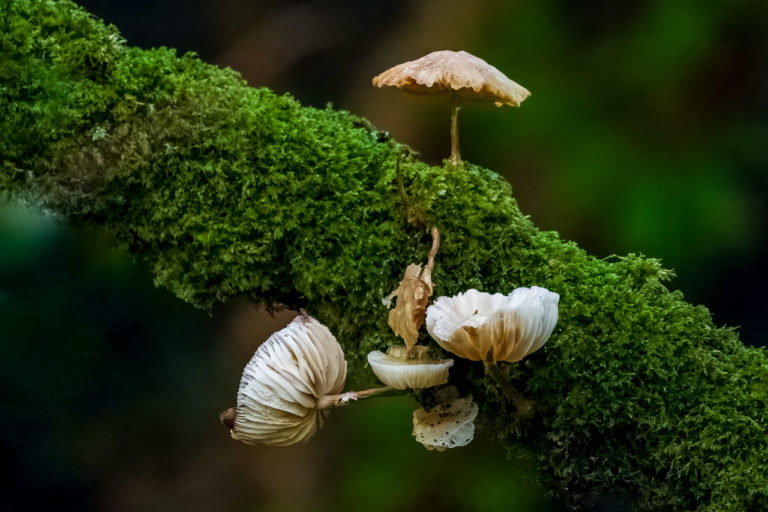 Mushrooms on an old tree, with moss growing everywhere.