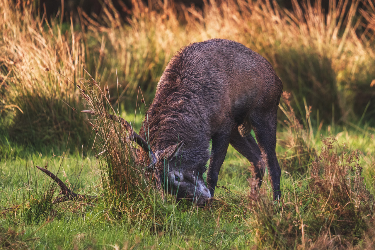 A stag digging into grass to decorate his antlers