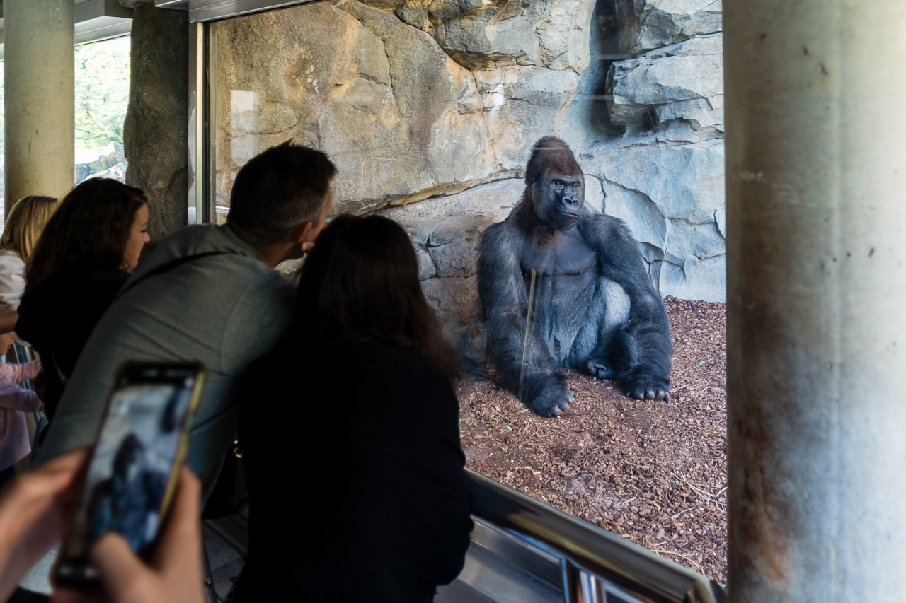 A Western lowland gorilla from the Republic of the Congo sits on the ground outside a viewing area where humans gaze at him.