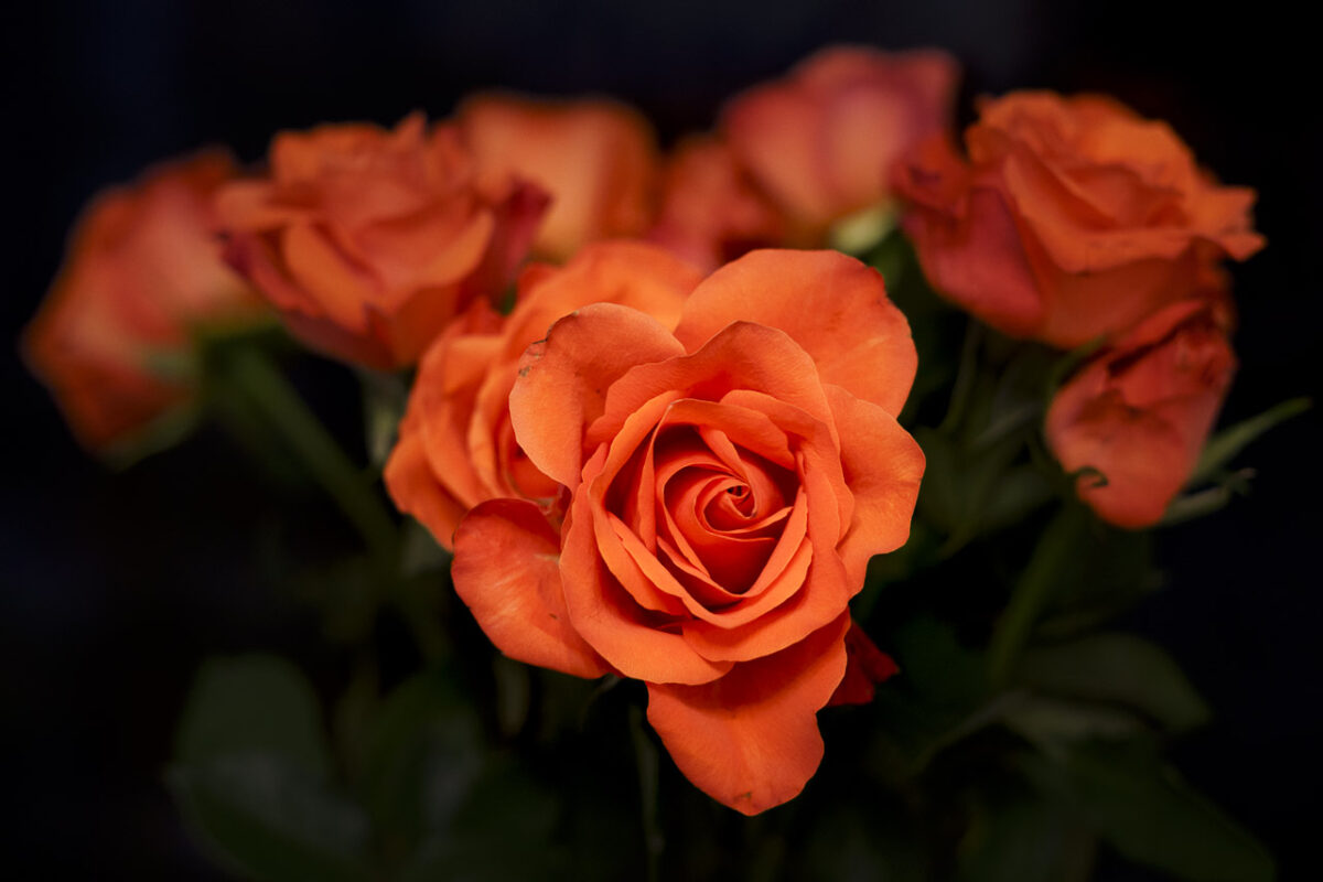 Orange roses with a black background. One rose faces the camera lens while the others are blurred.