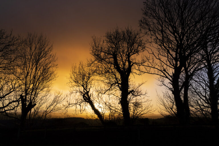 Tree Silhouette Sunset