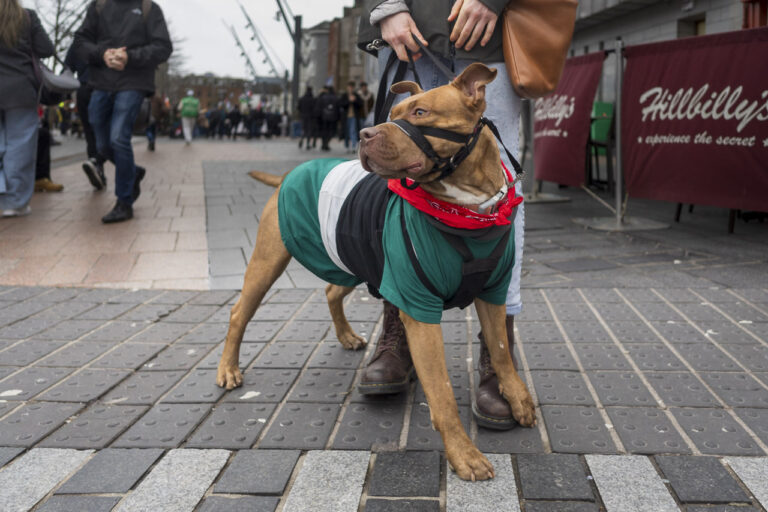 Dogs of the Protest Rally
