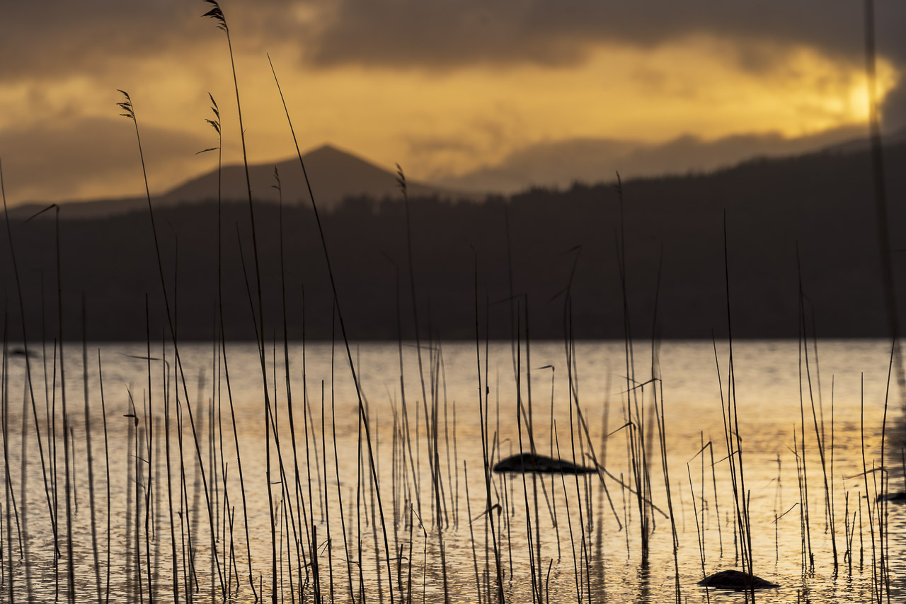 Reeds in the foreground, then water and far away hills are coloured yellow by the rising sun behind clouds in the sky.