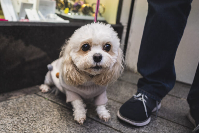 A small white dog with a coat on looking at the camera. Her owner has him on a pink lead. Her owners' foot and leg are also visible, and they're standing in front of a jeweller's shop.