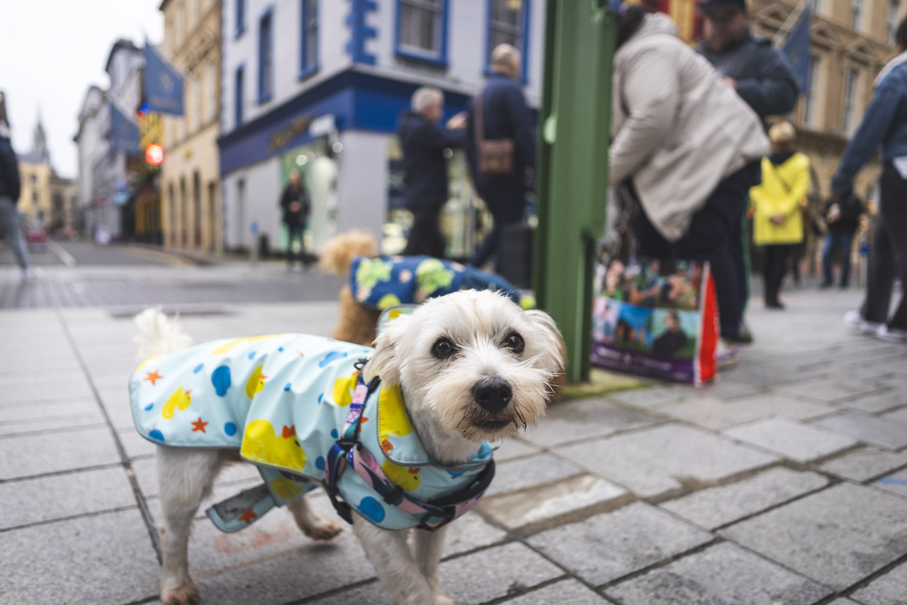 A small, white dog looks at the camera. He's wearing a colourful coat while people walk past behind him.
