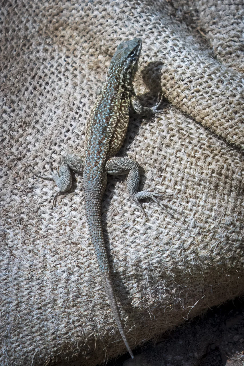 A lizard lying on a sack under a bright, warm sun.