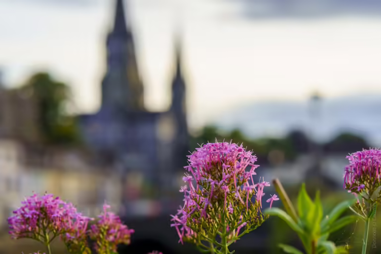 Red Valerian on the Bridge