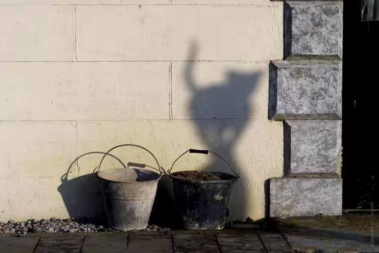 A cat in the shadows