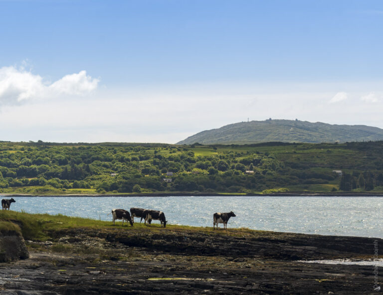 Cows standing on a rocky outcrop of land with sparse grass and one looking out at the sea. In the background is an opposite shore and a hill in the far distance.