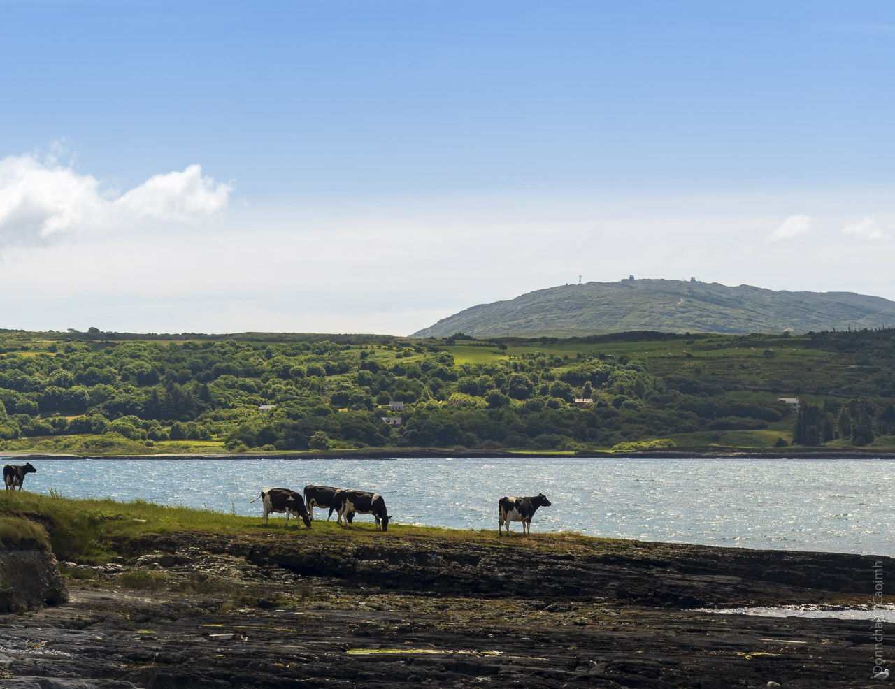 Cows standing on a rocky outcrop of land with sparse grass and one looking out at the sea. In the background is an opposite shore and a hill in the far distance.