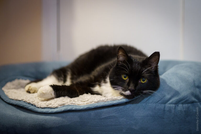 A black and white cat relaxing on a pet bed. She is looking directly at the camera