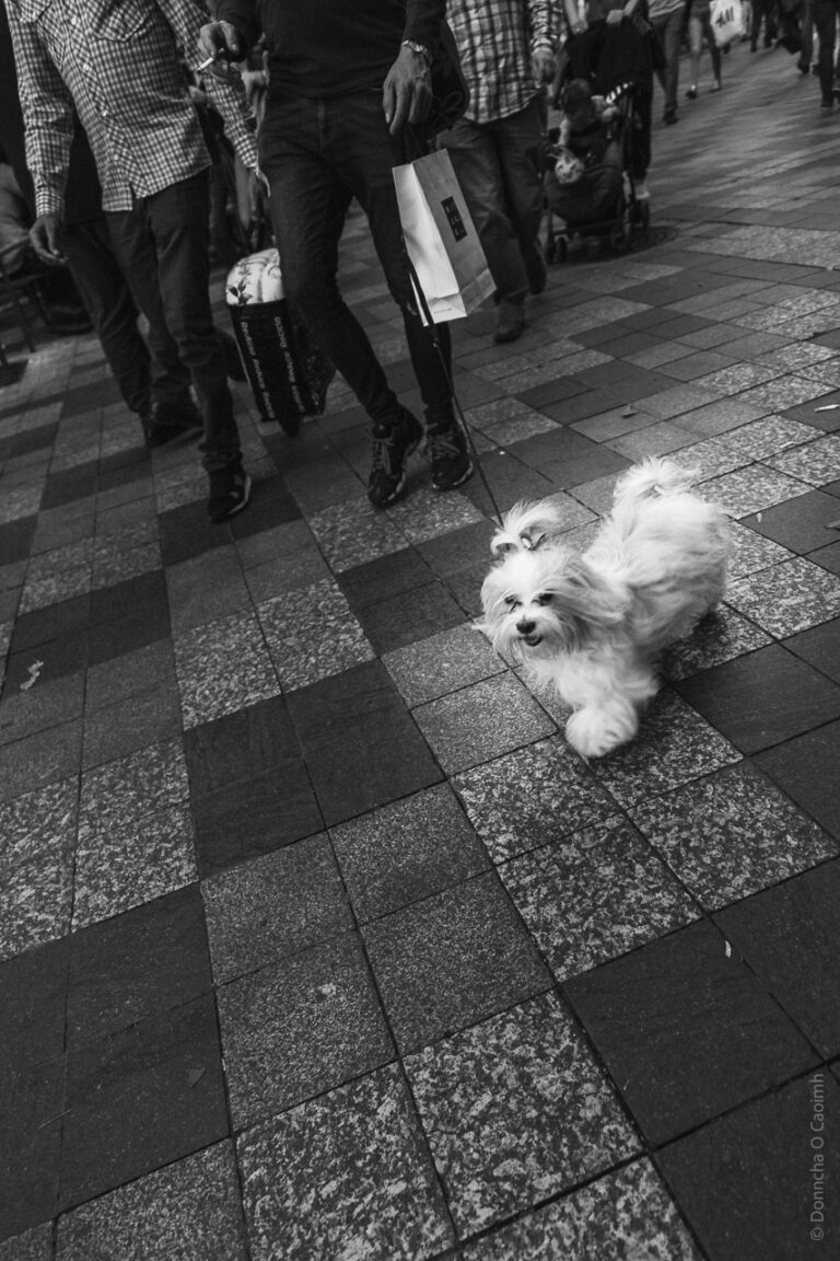 Doggy had their hair done