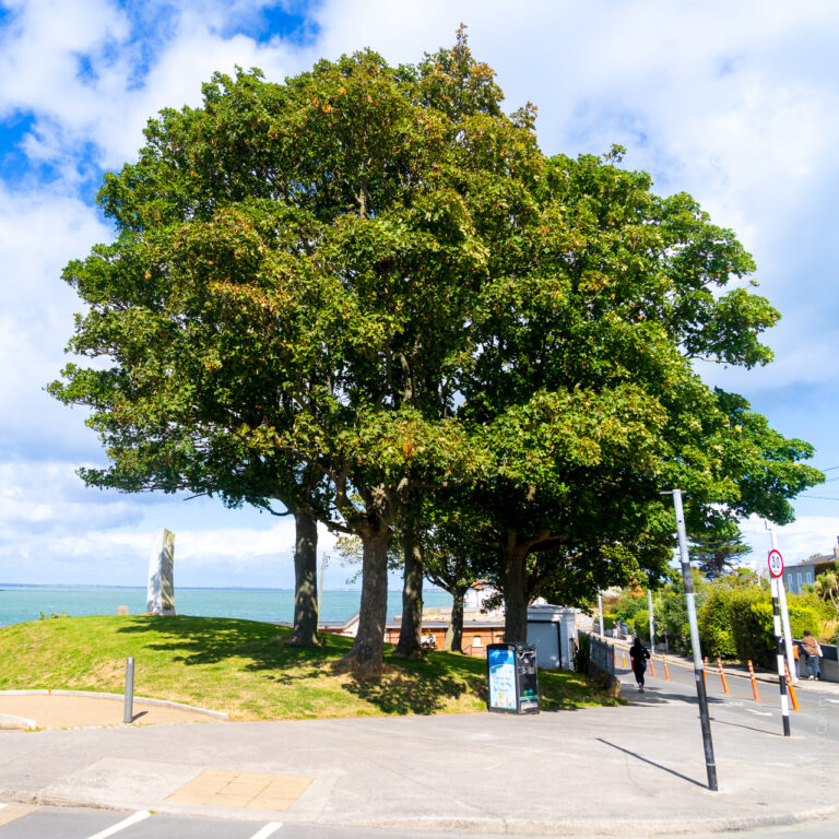 The trees and the statue