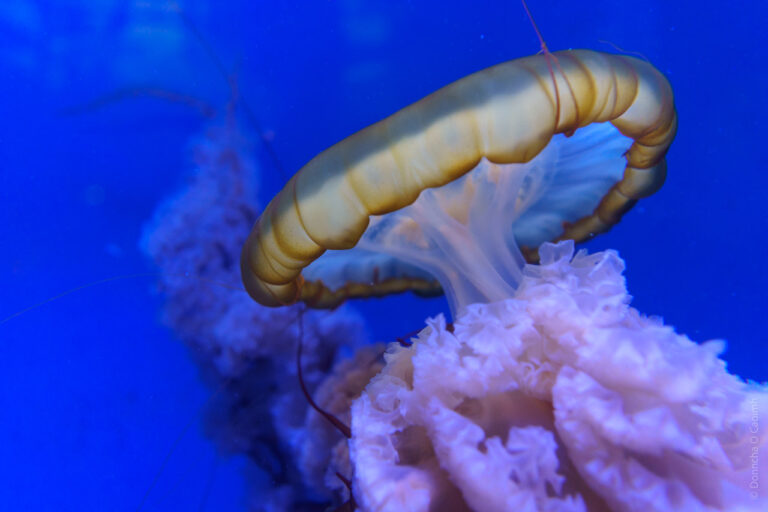 A jellyfish in a vibrant blue aquatic environment. The jellyfish has a translucent, umbrella-shaped bell with a greenish-yellow rim. Its tentacles and oral arms appear to be soft and frilly, with shades of white and pink. The background is a deep blue, enhancing the jellyfish's colors and details.