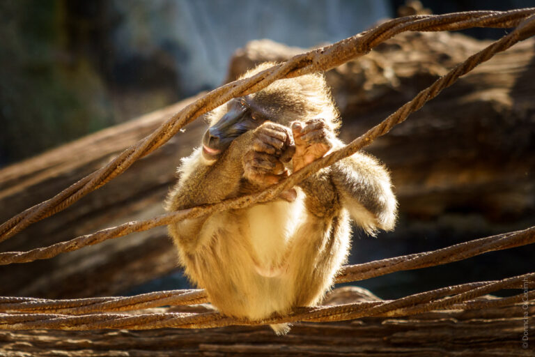 A monkey sits on ropes. It appears to be grooming or inspecting its hands and feet. The monkey is in a relaxed position, with its legs bent and arms wrapped around its knees. The background is a natural setting with logs and blurred foliage, suggesting a zoo or wildlife environment. The lighting highlights the monkey's fur and facial features.