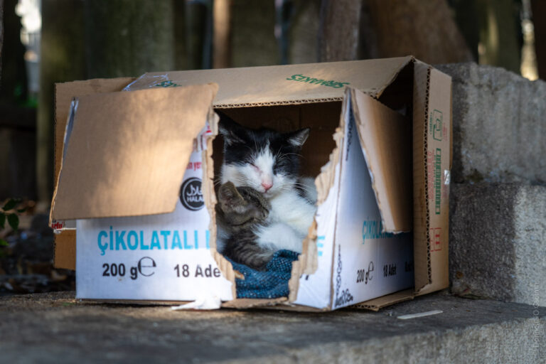 A cat family in a box