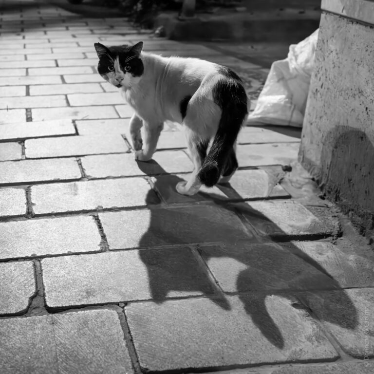 The Night Cat