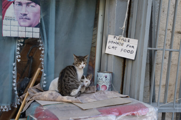 Two cats looking for donations