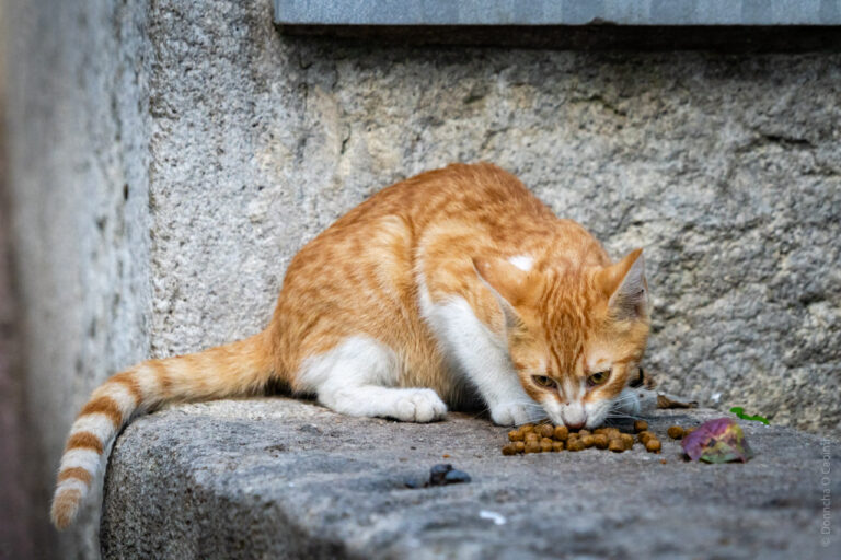 Food for the orange cat