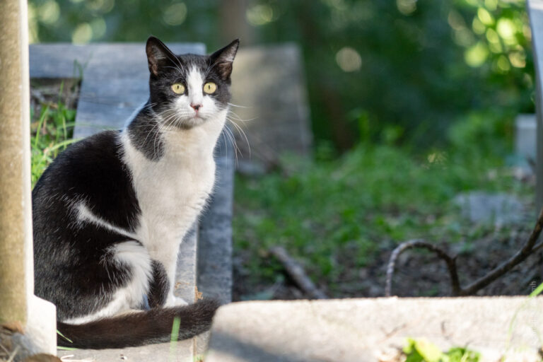 An alert cat in the sun