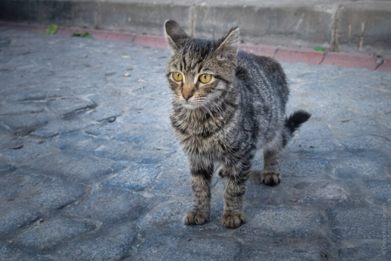 Feline Wanderer on Cobblestone Paths
