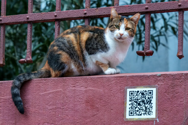 I’m a Government Cat