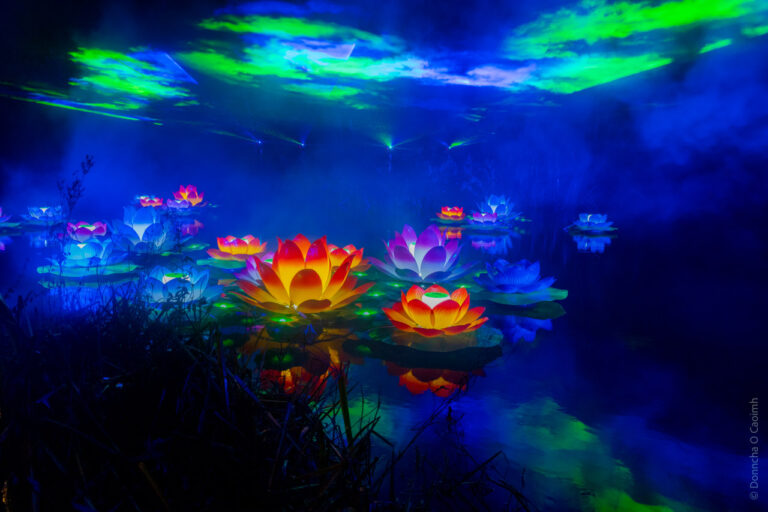 Flowers and lasers at Fota House