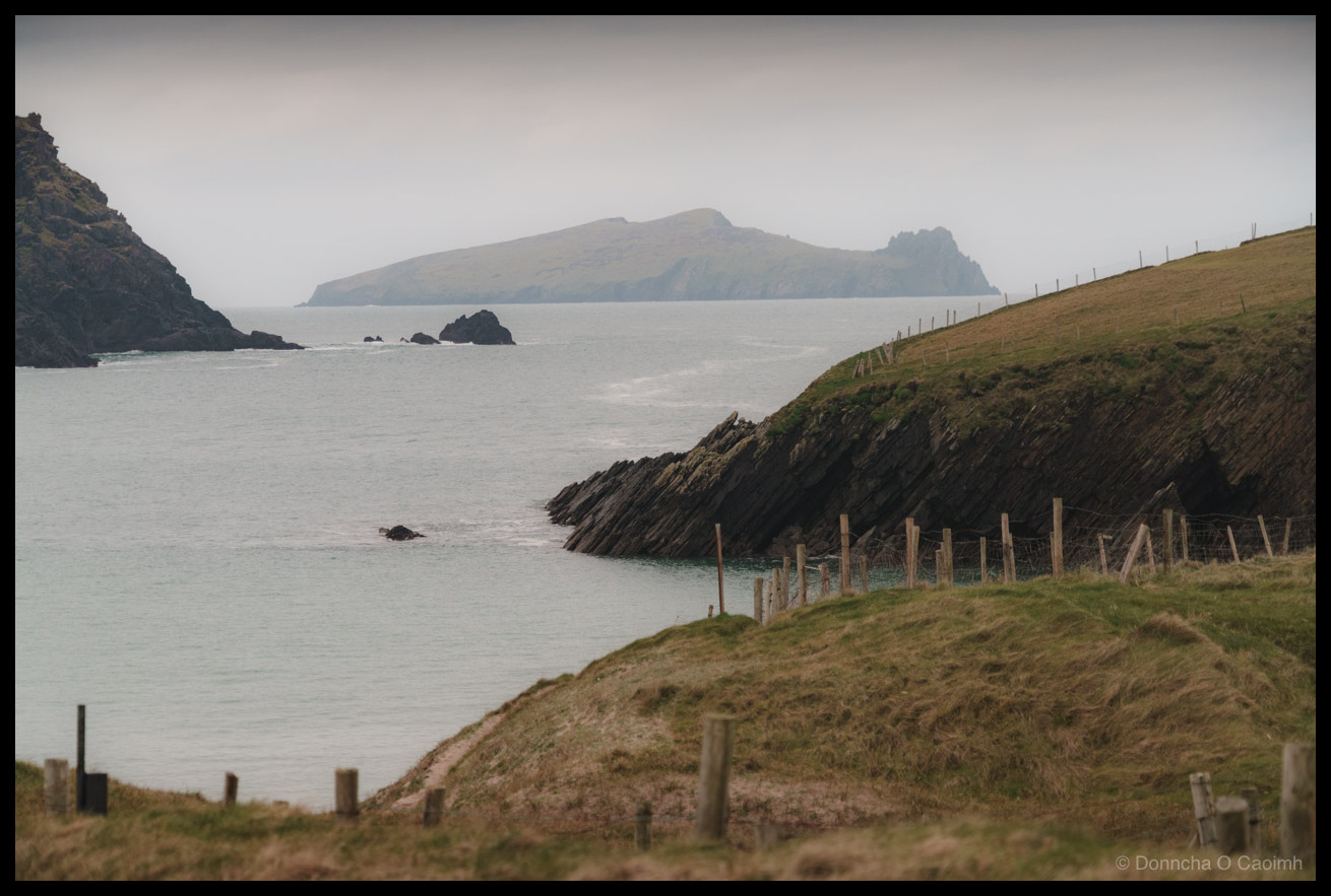 Landscape photograph of An Fear Marbh (The Dead Man) rock formation viewed from the Dingle Peninsula, County Kerry, Ireland in December 2025. The distinctive island lies in the grey Atlantic waters, its silhouette resembling a human figure lying on their back. In the foreground, green and brown grass slopes down towards dark slate cliffs that drop to the sea. A rustic wooden post and wire fence runs along the hillside. To the left, a dark rocky headland frames the view, while smaller sea rocks break the surface of the calm water. The Blasket Islands are visible in the misty distance under an overcast grey sky. The scene is rendered in muted tones of grey, green and brown.
