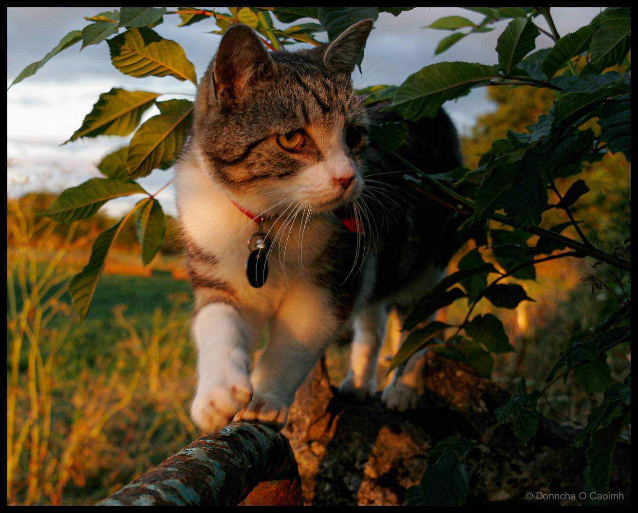 The Cat Who Rules the Hedgerow