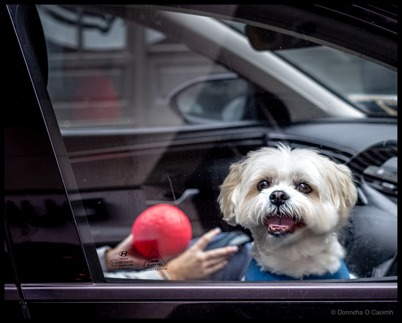 This Car Is Protected by Fluff