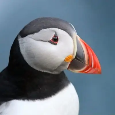 What Bird?