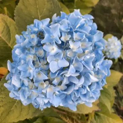 The Blue Hydrangea